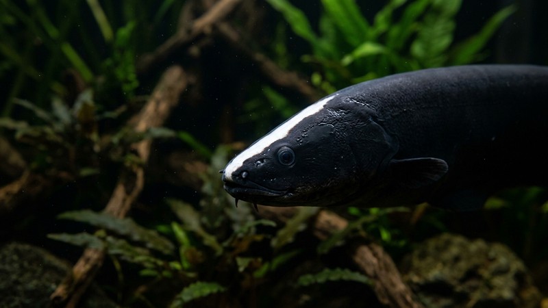 un retrato en primer plano de la cabeza de un pez cuchillo negro, mostrando la marca blanca de la frente y el hocico, sobre un fondo oscuro y difuminado de acuario amazónico