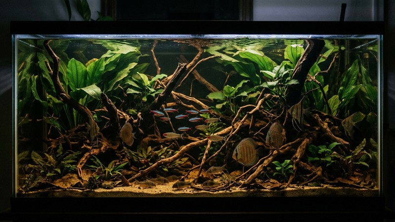 un acuario amazónico grande y alargado con iluminación tenue, muchas maderas, raíces y plantas de hoja grande que dan sombra, agua cristalina y ambiente natural