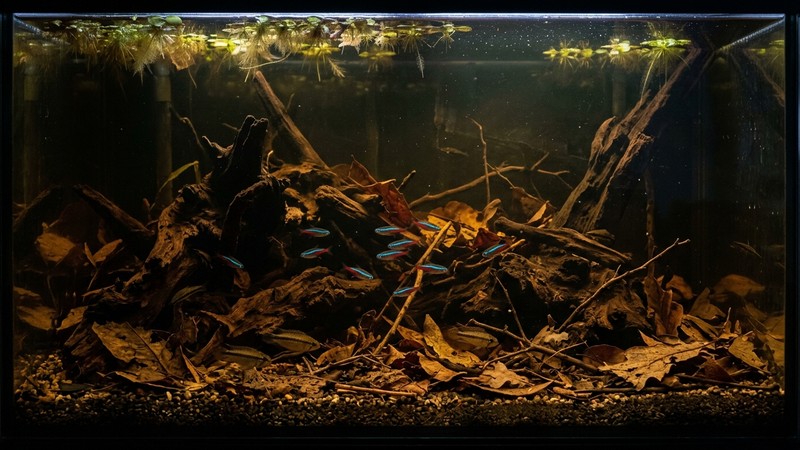 un biotopo de aguas negras recreado en acuario, con agua cálida ligeramente teñida por taninos, troncos, hojas caídas y grava fina en el fondo, ambiente oscuro y natural