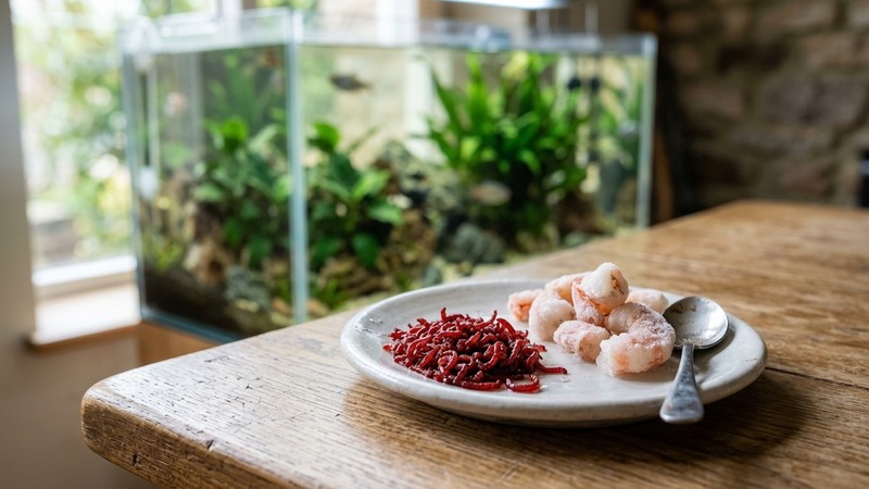 larvas rojas de mosquito y trozos de camarón congelado en un platito sobre una mesa, junto a un acuario de agua clara desenfocado al fondo