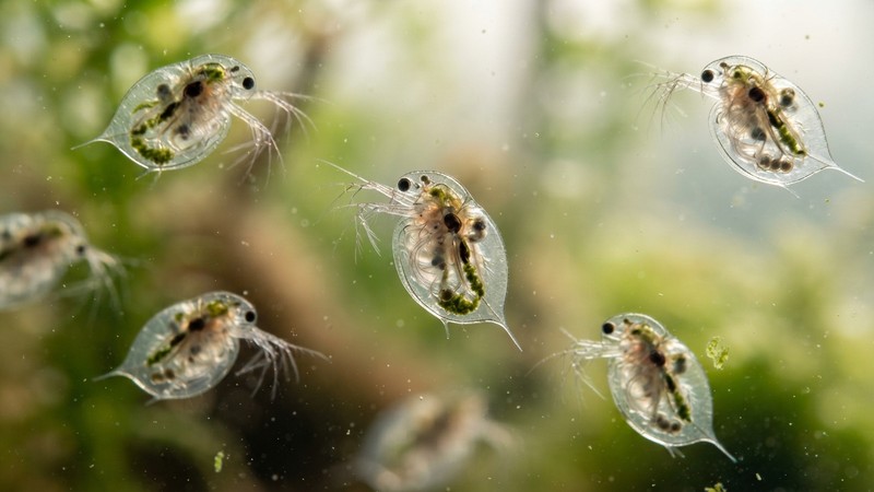 un primer plano macro de varias pulgas de agua translúcidas del género Daphnia nadando en agua cristalina, cuerpos casi transparentes que dejan ver su interior a contraluz, fondo verde suave desenfocado