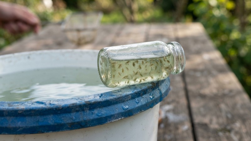 un pequeño frasco de vidrio con unas pocas pulgas de agua concentradas dentro, apoyado en el borde de una cubeta con agua limpia, ambiente de aclimatación tranquilo
