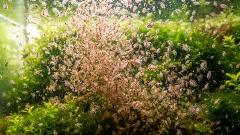una densa nube de pulgas de agua reproduciéndose en un cultivo verdoso muy poblado, miles de puntitos suspendidos en el agua iluminada por el sol, sensación de abundancia
