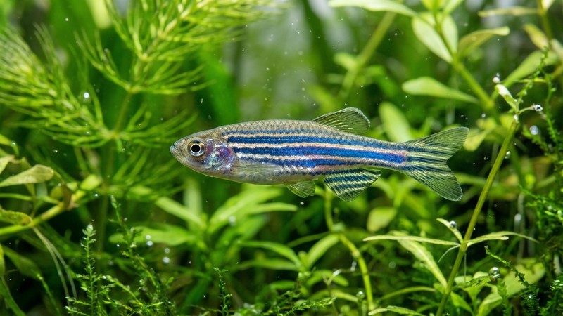 un primer plano de un pez cebra con sus rayas horizontales azules y plateadas recorriendo el cuerpo, nadando entre plantas verdes