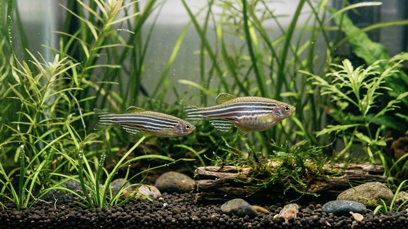 una hembra de pez cebra de vientre abultado junto a un macho esbelto nadando entre plantas de hoja fina
