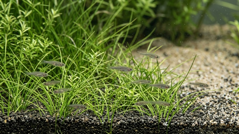 diminutas crías de pez cebra escondidas entre plantas de hoja fina en el fondo de un acuario de cría limpio