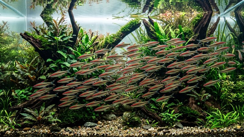 un cardumen numeroso de barbos Denison nadando juntos en banco por un acuario amplio y plantado, cuerpos plateados con la línea roja alineados en la misma dirección, agua cristalina