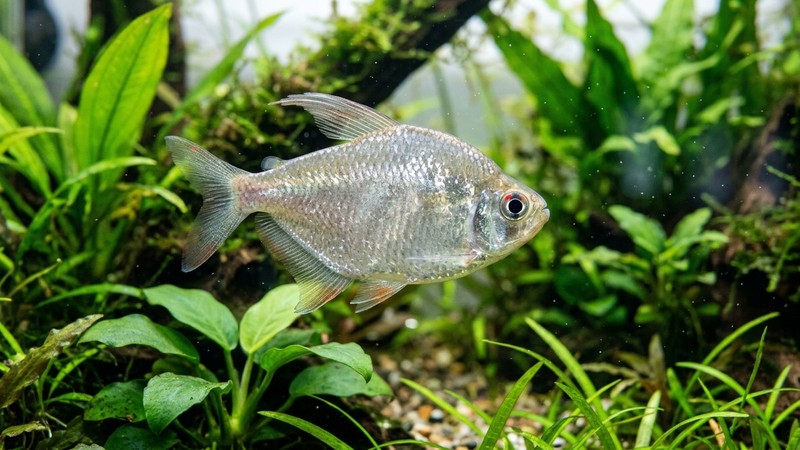 un primer plano de un tetra diamante de cuerpo alto y plateado brillante, con un pequeño punto rojo sobre el ojo, entre plantas verdes de un acuario