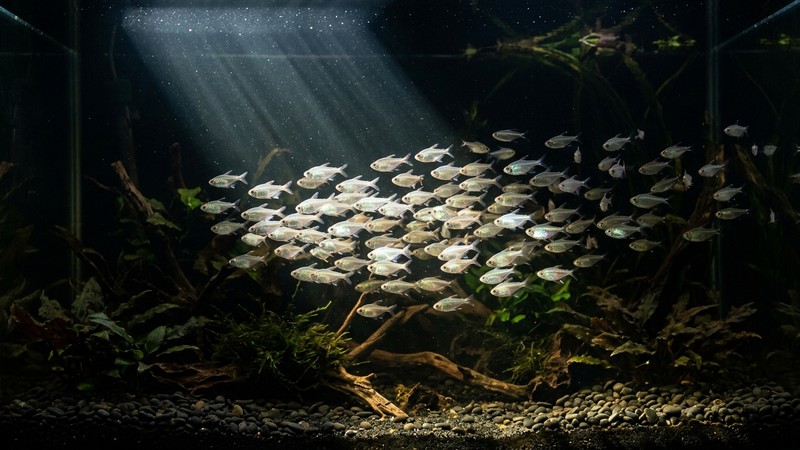 un cardumen de tetras diamante lanzando destellos plateados mientras un haz de luz cruza el agua de un acuario de fondo oscuro