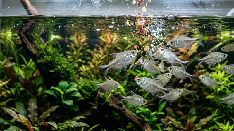 tetras diamante plateados y activos lanzándose a por escamas de comida que caen sobre la superficie de un acuario plantado