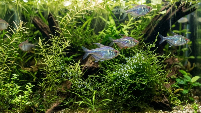tetras diamante entre plantas de hoja fina y musgo de un acuario de cría, con pequeños huevos translúcidos repartidos sobre las hojas