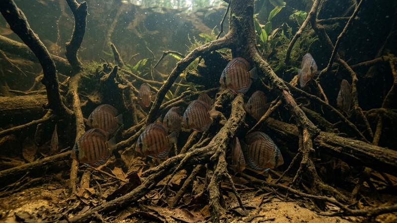 un rincón amazónico bajo el agua con raíces, troncos sumergidos y peces disco escondidos entre ellos