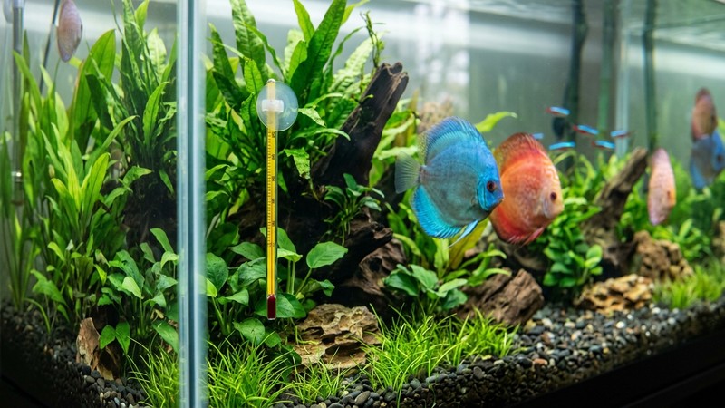 un acuario de discos con un termómetro pegado al cristal marcando una temperatura templada entre plantas verdes