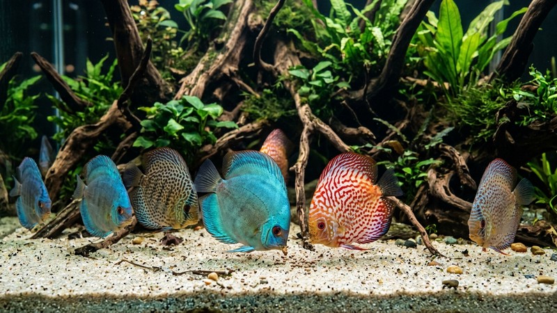 peces disco picoteando sobre un sustrato de arena clara fina en un acuario bien decorado con raíces