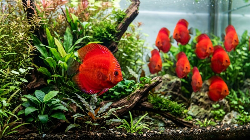 un pez disco de coloración roja intensa y sana en primer plano en un acuario plantado