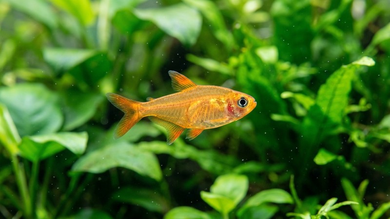 un primer plano de un pequeño pez de cuerpo naranja translúcido y aletas anaranjadas nadando en agua limpia sobre un fondo verde de plantas