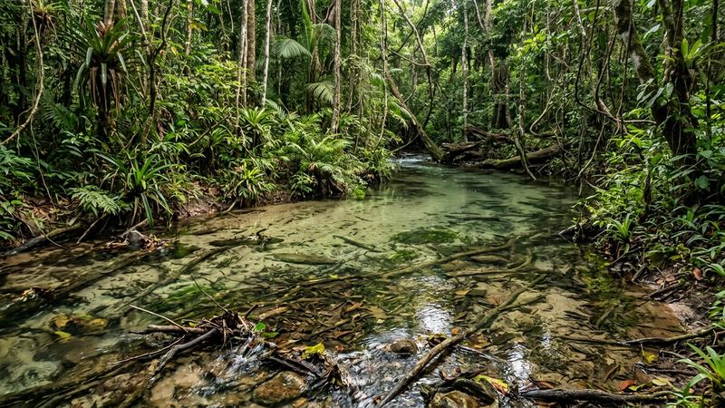 un río tropical brasileño de aguas cristalinas con hojarasca y ramas en el fondo, selva alrededor y vegetación en las riberas