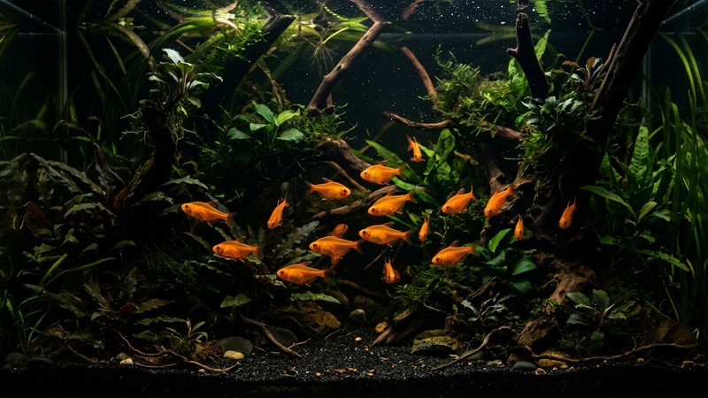 tetras ámbar de naranja encendido brillando sobre un sustrato negro en un acuario muy plantado de luz tenue y penumbra