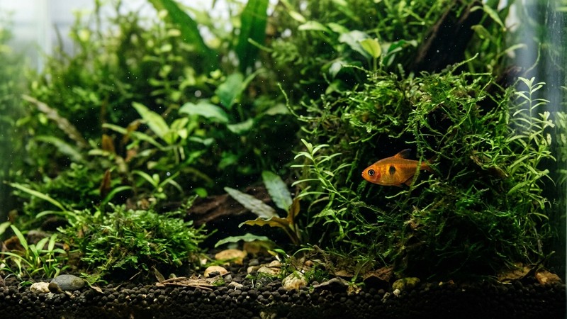 un acuario de cría muy plantado con cepellones de musgo verde y hojas en el fondo donde asoma un diminuto tetra ámbar naranja