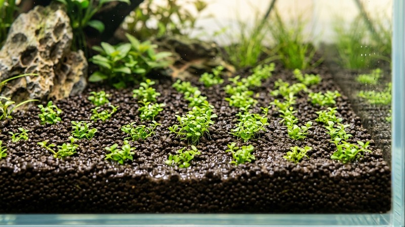 porciones pequeñas y separadas de tapizante recién plantadas sobre sustrato nutritivo húmedo dentro de un acuario en montaje, iluminadas de forma cálida y natural