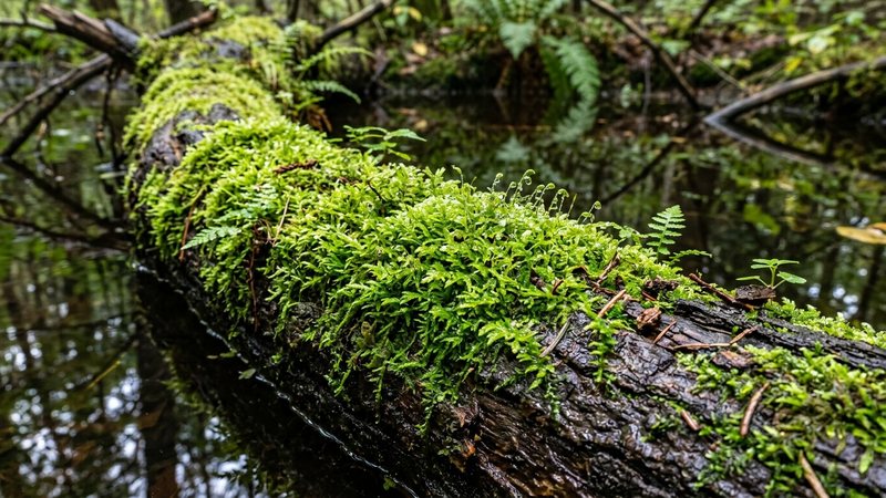 un primer plano de musgo verde vivo creciendo en la zona emergida de un tronco en contacto con el agua, con la superficie brillante de humedad y hojas diminutas sanas