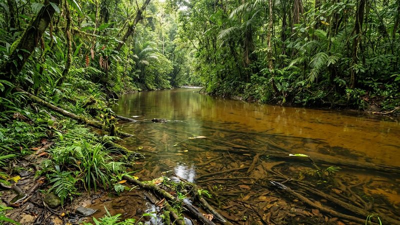 un tramo de río selvático del Chocó colombiano, aguas blandas y tranquilas de tono ambarino, troncos sumergidos, hojarasca en el fondo, densa vegetación de orilla que filtra la luz, ambiente húmedo y verde