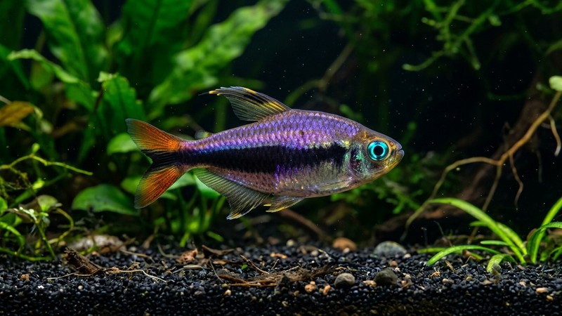 un tetra emperador sobre un fondo oscuro de acuario con sustrato negro y plantas verdes, sus reflejos violeta y sus ojos azul turquesa estallando de color e intensidad bajo una luz suave y tamizada
