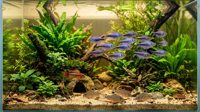 un acuario comunitario tranquilo y armónico con tetras emperador a media agua, corydoras explorando el fondo de arena y un cíclido enano colorido entre las plantas, agua cristalina de tono cálido, ambiente equilibrado