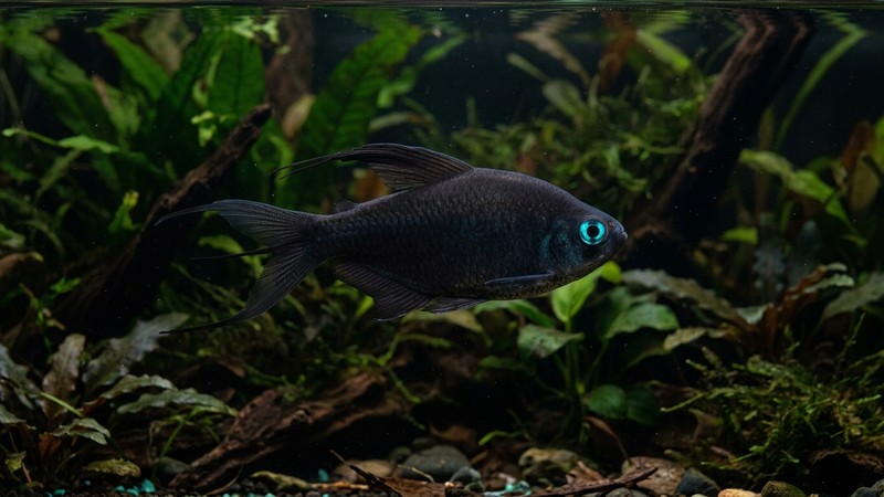 un tetra emperador negro black emperor de cuerpo casi totalmente oscuro y aterciopelado con unos ojos de azul turquesa que resaltan de forma espectacular, sobre fondo oscuro y plantado de acuario, agua limpia