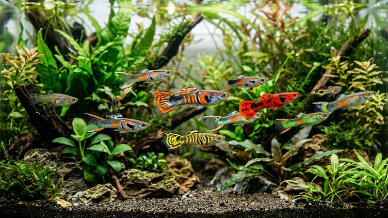 varios guppy endler machos de colores y patrones distintos nadando juntos en un acuario plantado de agua cristalina