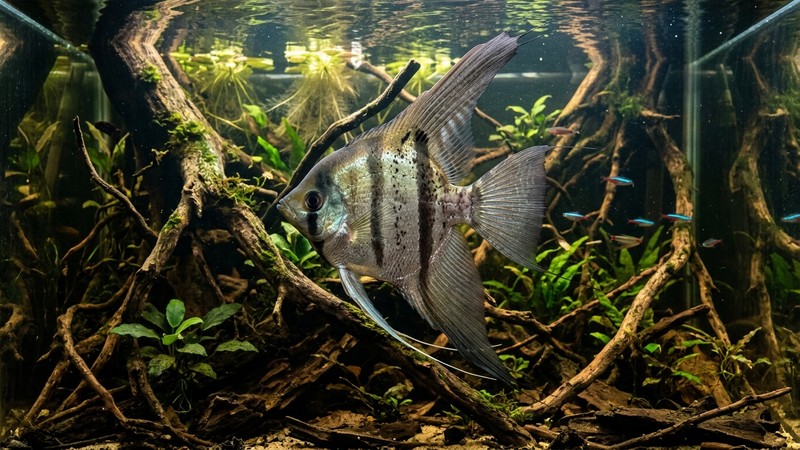 un imponente pez escalar altum de aletas altísimas y perfil marcado nadando entre raíces en un acuario alto