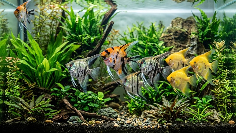 varios peces escalar de distintas variedades y colores, koi, marmolado y dorado, nadando juntos en un acuario limpio
