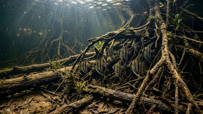 un rincón amazónico bajo el agua con troncos y raíces sumergidas y peces escalar refugiados entre ellos