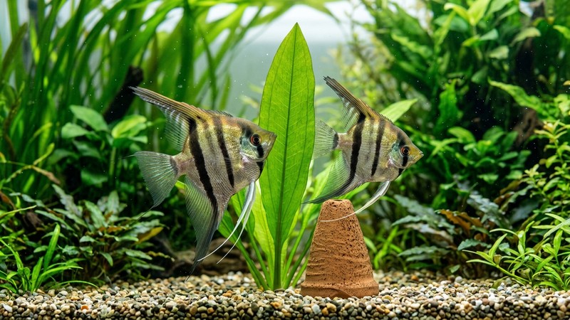 una pareja de escalares situada muy cerca de una hoja ancha y vertical y de un pequeño cono de puesta de cerámica, en un acuario limpio con plantas verdes al fondo y agua transparente
