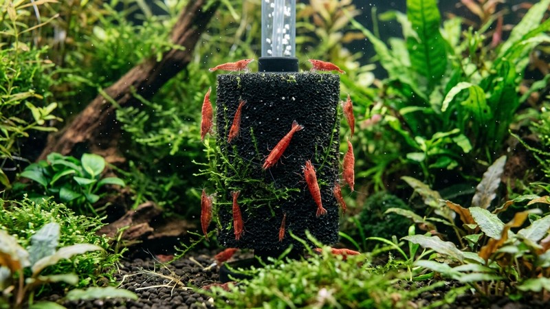 gambas rojas cherry pastando sobre la superficie de un filtro de esponja dentro de un acuario plantado con musgo