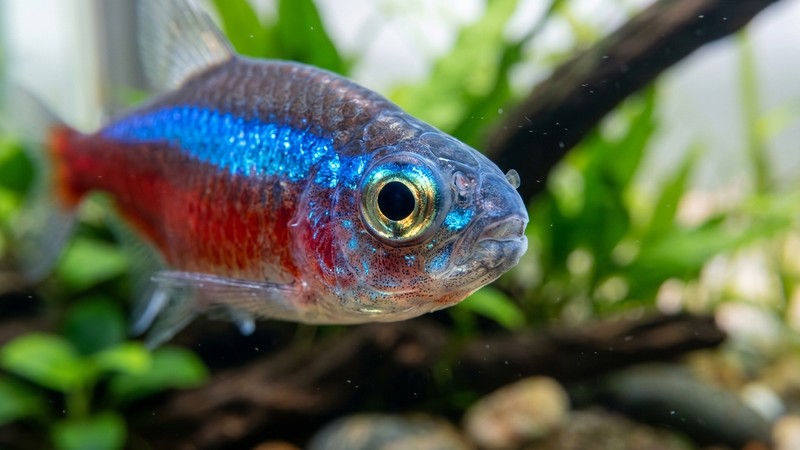 un primer plano del rostro de un pez sano con el ojo perfectamente claro y transparente, sobre el fondo desenfocado de un acuario limpio