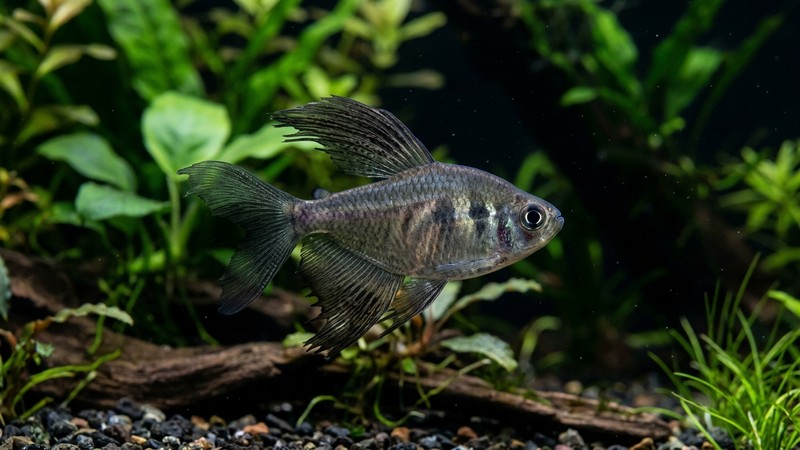 un tetra fantasma negro adulto en primer plano dentro de un acuario plantado, su cuerpo gris plateado ahumado y sus largas aletas dorsal y anal traslúcidas desplegadas como encaje, con plantas verdes desenfocadas al fondo y fondo oscuro que realza al pez