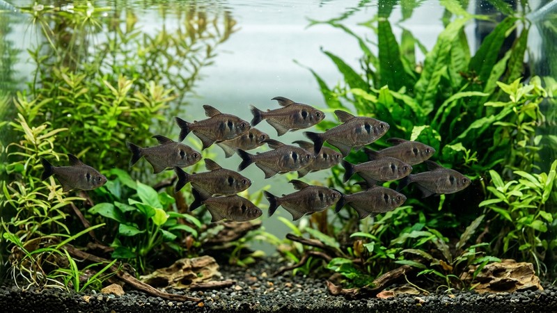 un pequeño cardumen de tetras fantasma negros nadando juntos en un acuario limpio de agua cristalina, todos mostrando la característica mancha oscura detrás de la branquia, entre plantas acuáticas verdes