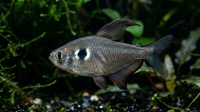 un primer plano lateral de un tetra fantasma negro, mostrando con detalle su cuerpo plateado ahumado y la mancha negra romboidal rodeada de un halo plateado justo tras la branquia, sobre un fondo oscuro de acuario plantado