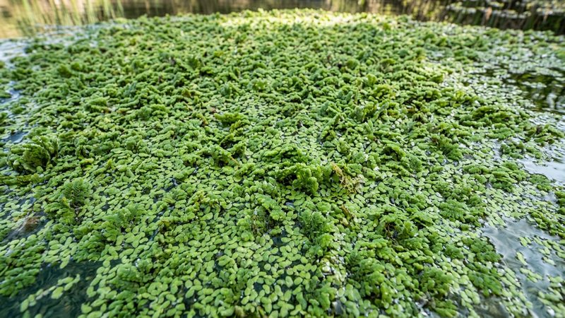 una alfombra tupida de pequeñas plantas flotantes sobre la superficie, con el agua limpia y sin algas por debajo