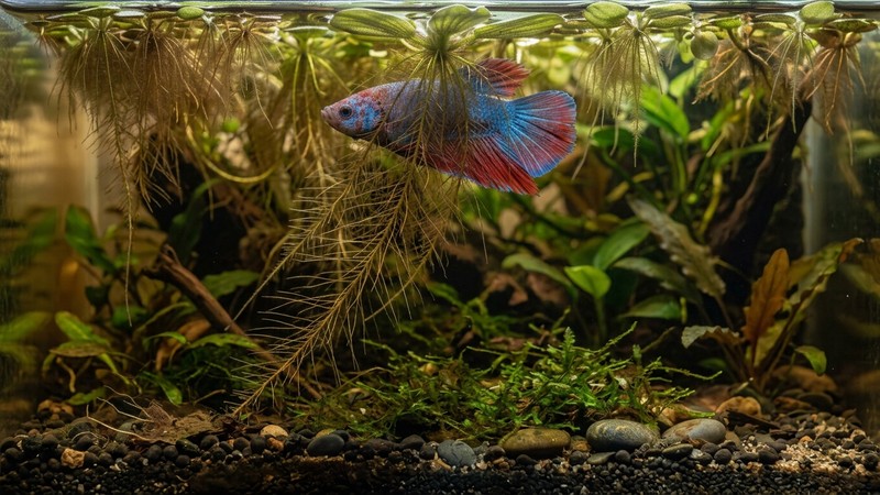 un pez betta descansando ladeado justo debajo de las raíces colgantes de plantas flotantes, en agua tranquila y sombreada