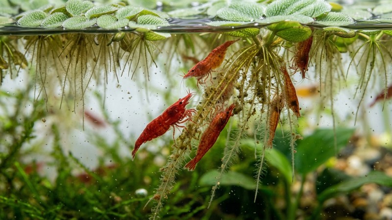 gambas de acuario pastando sobre las raíces de plantas flotantes, con la fina capa de biofilm sobre ellas, primer plano