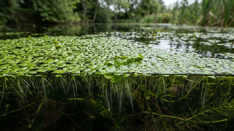 lenteja de agua, hojitas verdes diminutas y redondas cubriendo la superficie con minúsculas raíces blancas colgando