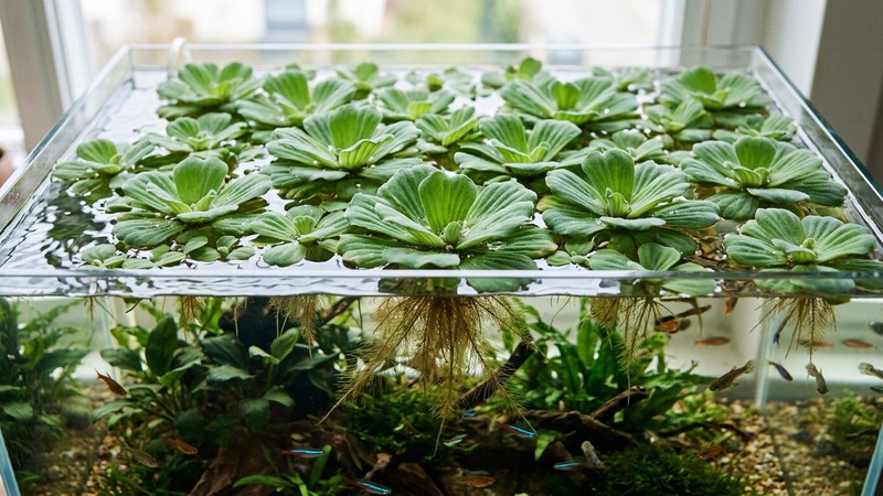 rosetas de pistia o lechuga de agua flotando en la superficie de un acuario, hojas verdes en forma de roseta