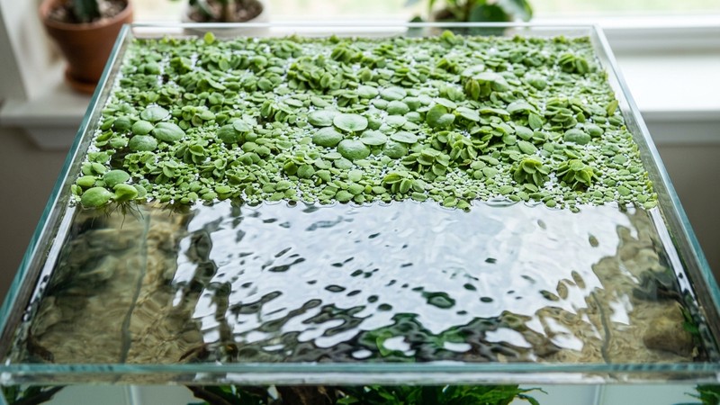 la superficie de un acuario con la mitad cubierta de plantas flotantes verdes y la otra mitad de agua abierta y despejada, acuario limpio
