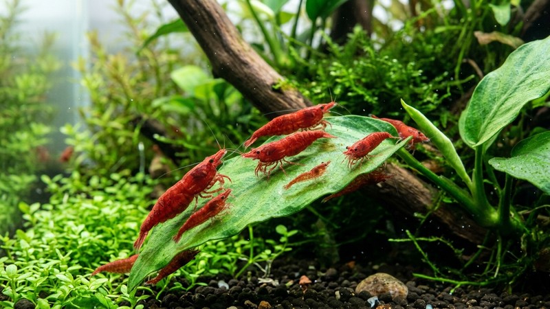 varias gambas neocaridina rojas vigorosas sobre una hoja verde en un nano acuario limpio y bien plantado