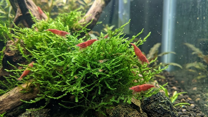 un frondoso musgo de Java verde y fino con pequeñas gambas rojas y crías diminutas escondidas entre sus hojas en agua clara