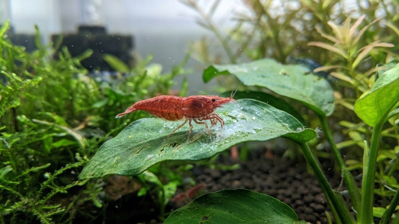 una gamba neocaridina limpiando el biofilm de una hoja verde en un acuario plantado de agua cristalina