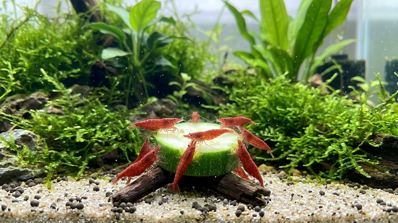 gambas cherry rojas alimentándose de un trozo de calabacín en el fondo de un acuario limpio con musgo verde