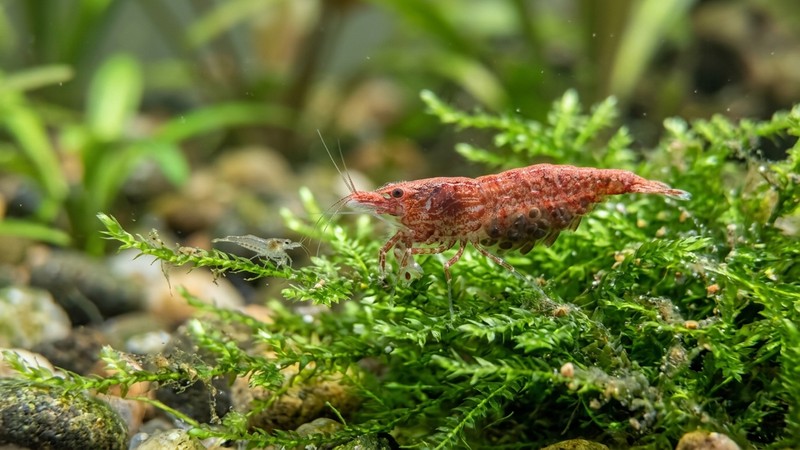 una gamba neocaridina hembra ovada con huevos bajo el abdomen sobre musgo verde, y una cría miniatura cerca, en agua muy clara